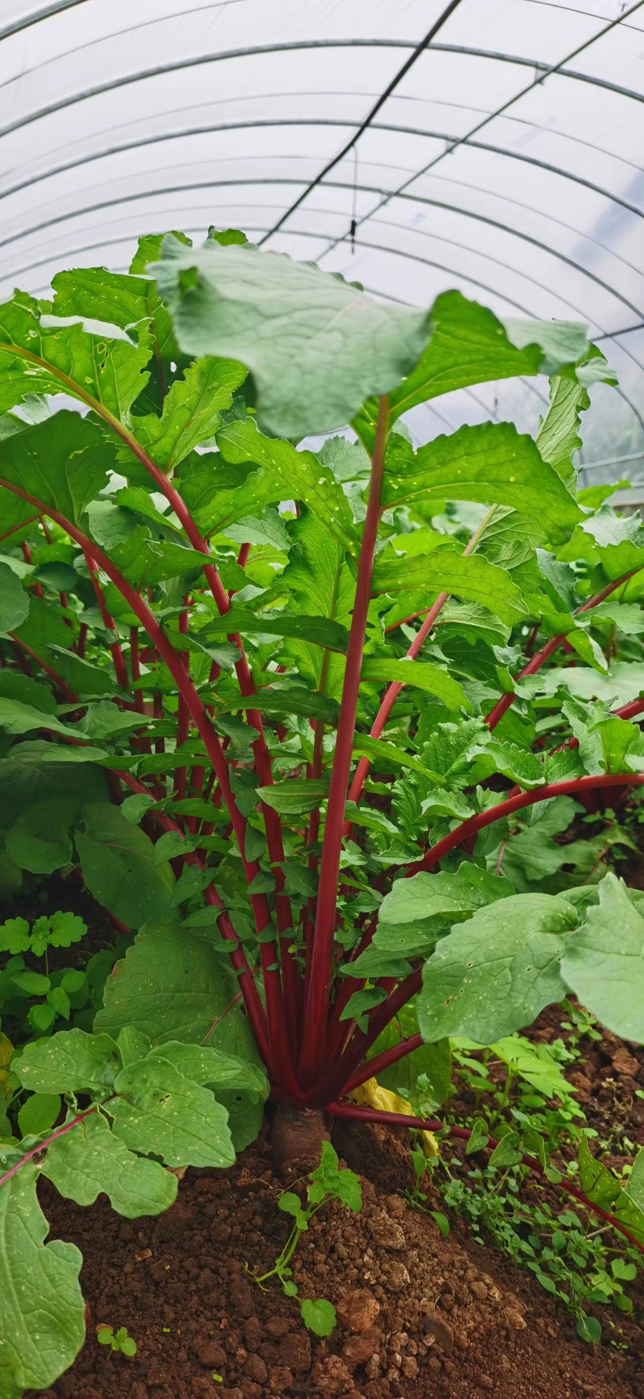 Plantas de rábano creciendo en el invernadero de plantación de Sunyuan