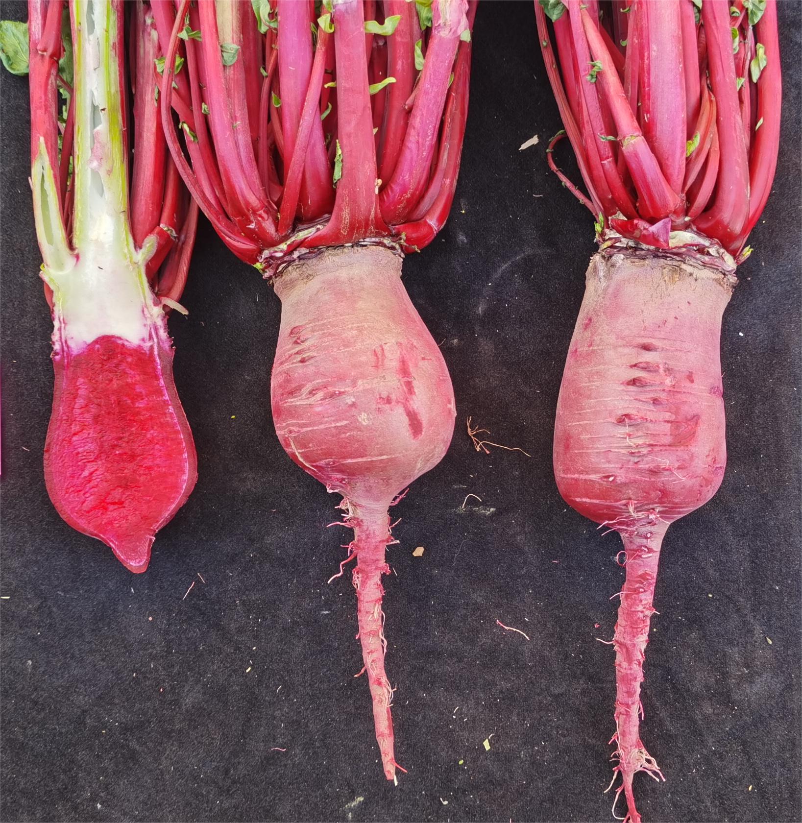 Materias primas de rábano rojo mostrando diferente intensidad interna de pigmento